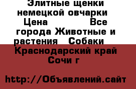 Элитные щенки немецкой овчарки › Цена ­ 30 000 - Все города Животные и растения » Собаки   . Краснодарский край,Сочи г.